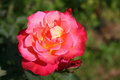 Pink and Yellow Rose