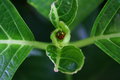 Ladybug