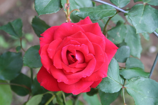 Red Rose