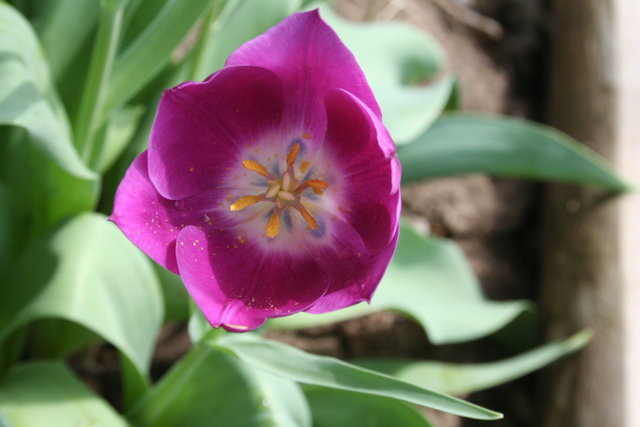 Purple Tulip