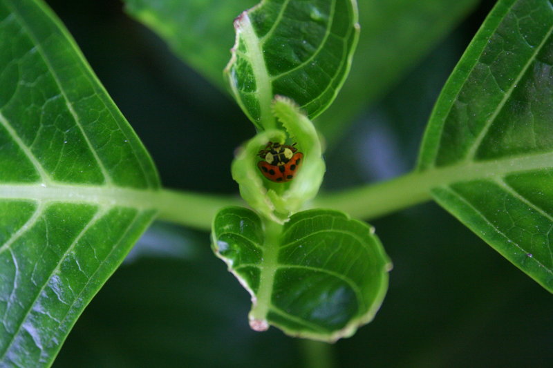 Ladybug