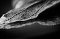 "then leaf subsides to leaf"