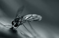 Portrait of a Pest