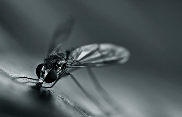 Portrait of a Pest