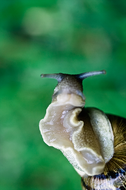 o hai