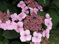 hydrangea10.jpg