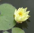 WaterLily15.jpg