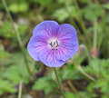 Geranium16.jpg