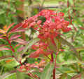 Euphorbia18.jpg