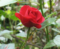 Rose19.jpg