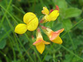 Birdsfoot Trefoil20.jpg