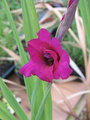 Gladioli21.jpg