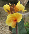Canna23.jpg