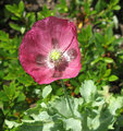 Poppy25.jpg