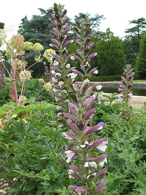 Acanthus8.jpg