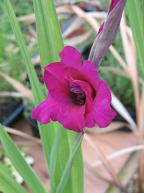 Gladioli21.jpg