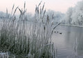 The Amstel