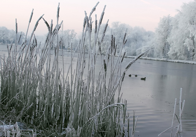 The Amstel