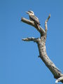 kookaburrah