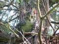 tigress in tree