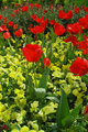 Red Tulips