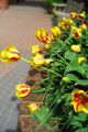 Yellow Tulips
