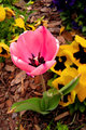 pink tulip