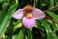 Orchid