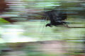 flying volture