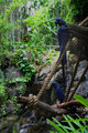 blue macaws