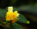 Yellow rose