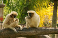 White Handed Gibbons