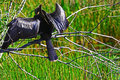 Anhinga