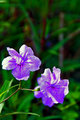 PurpleGreen