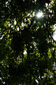Shine