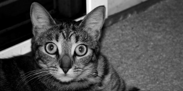 Mimi the cat