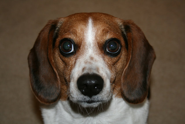 CHLOE THE BEAGLE