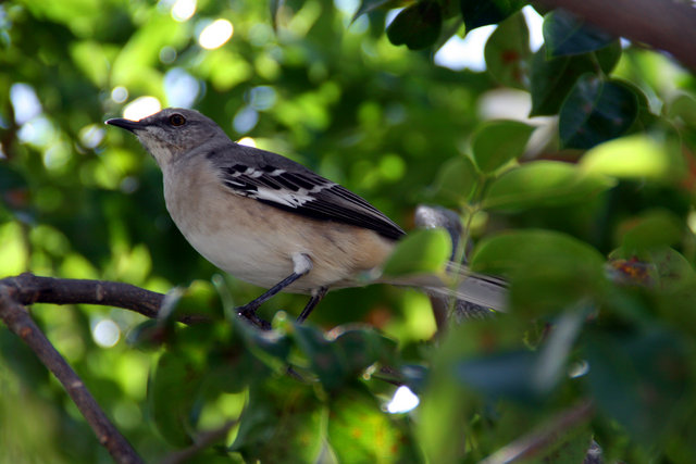 THE BIRD