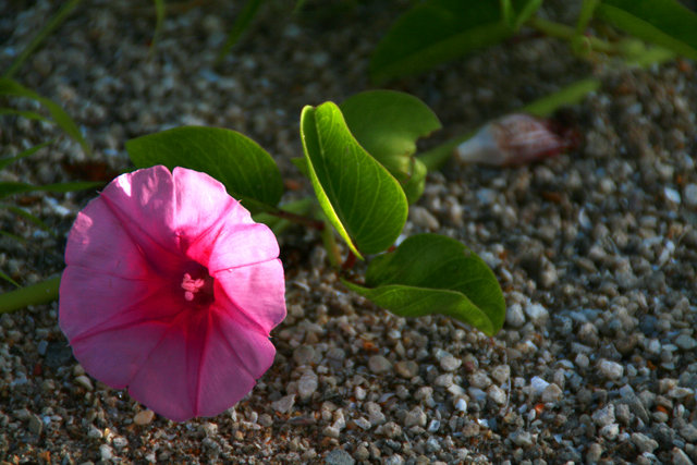 Flower on the sand