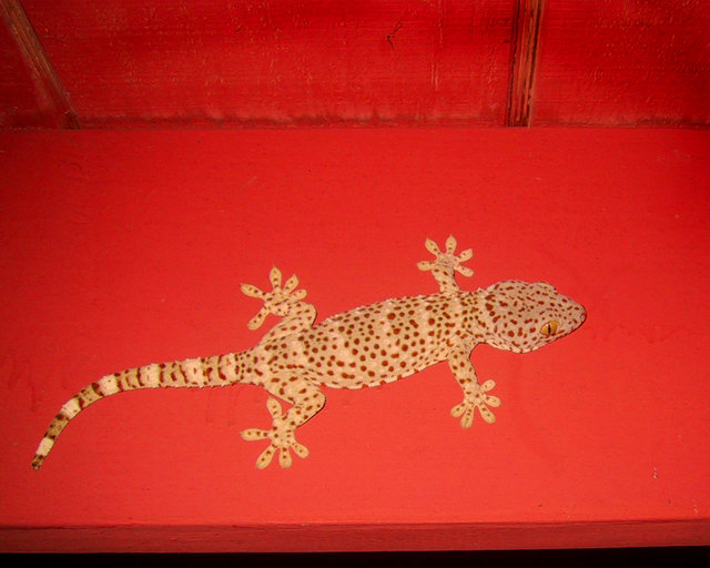 Gecko