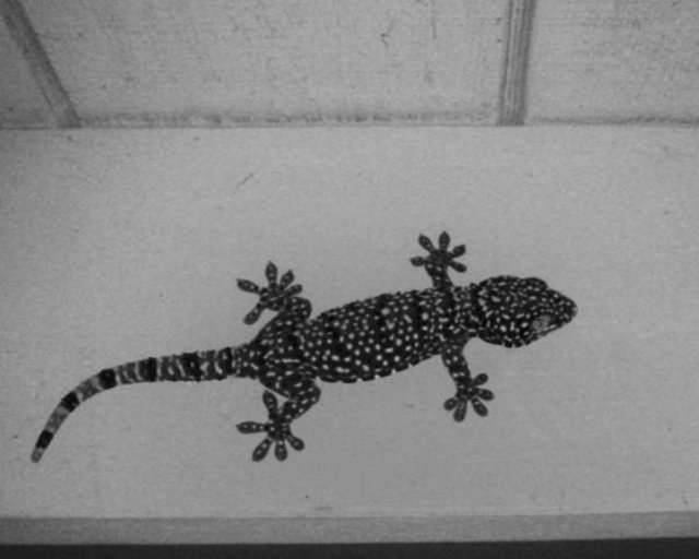 Gecko monotone