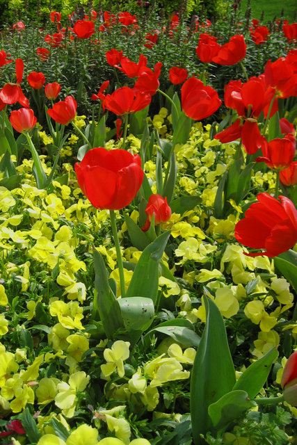 Red Tulips