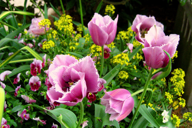Purple Tulips
