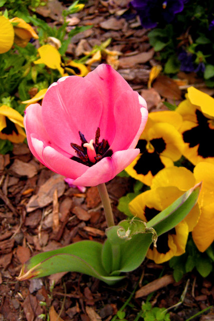 pink tulip