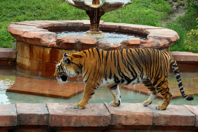 tiger