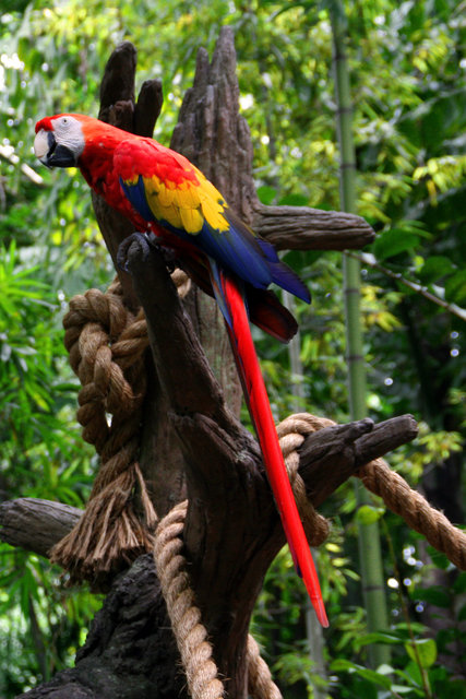Macaw
