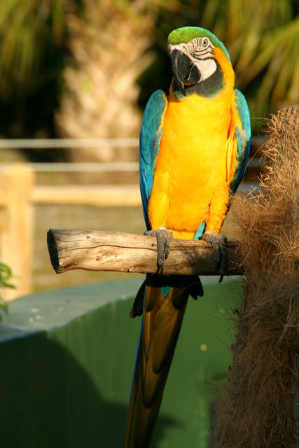 Macaw