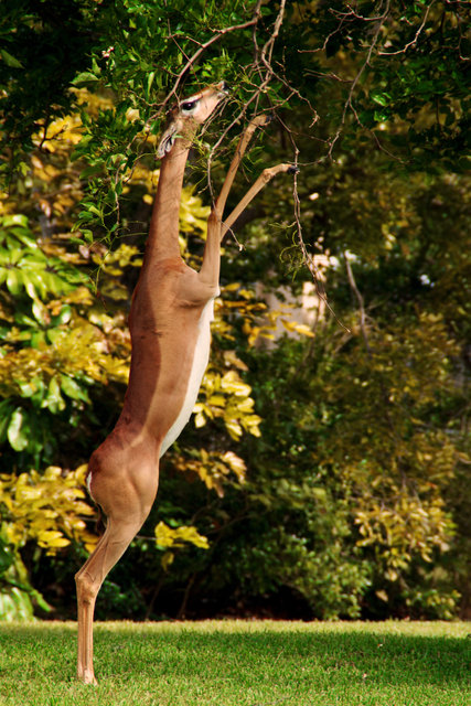 Gerenuk