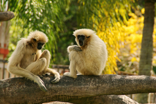 White Handed Gibbons