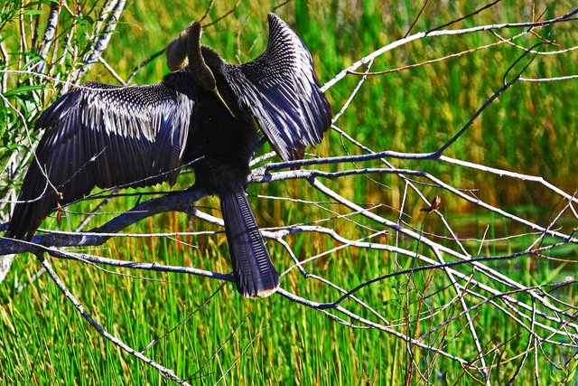 Anhinga